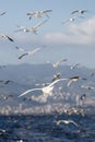 Group of seagulls flying on blue sky Royalty Free Stock Photo