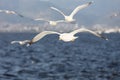 Group of seagulls flying on blue sky Royalty Free Stock Photo