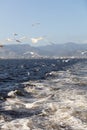 Group of seagulls flying on blue sky Royalty Free Stock Photo