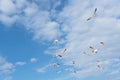 Group seagulls are flying on the cloud blue sky Royalty Free Stock Photo