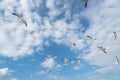 Group seagulls are flying on the cloud blue sky Royalty Free Stock Photo