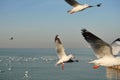 Group of Seagulls flying and floating on the sea surface Royalty Free Stock Photo