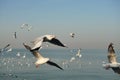 Group of Seagulls flying and floating on the sea surface Royalty Free Stock Photo