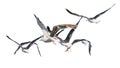 Group of seagulls flying isolated photo Royalty Free Stock Photo