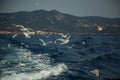 A group of seagulls flying over sea behind the ship. The seagulls fly after pieces of bread thrown from the ship