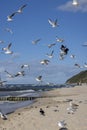 Group of seagulls flying over the water of the Baltic Sea on a background of blue sky, Miedzyzdroje, Poland Royalty Free Stock Photo