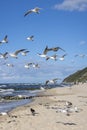 Group of seagulls flying over the water of the Baltic Sea on a background of blue sky, Miedzyzdroje, Poland Royalty Free Stock Photo