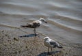 Seagulls in beach, natural daylight