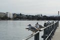 Group of seagulls in lateral view standing on metal railing on pier of Lake Zurich Royalty Free Stock Photo