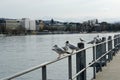 Group of seagulls in lateral view standing on metal railing on pier of Lake Zurich in Switzerland close up.