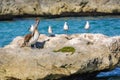 A group of Seagulls and a Pelican on a big rock in a caribbean sea lagoon. Royalty Free Stock Photo
