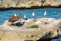 A group of Seagulls and a Pelican on a big rock in a caribbean sea lagoon. Royalty Free Stock Photo