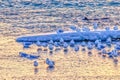 A group of seagulls perched on ice during winter Royalty Free Stock Photo