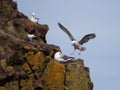 Group of seagulls perched on the rocks
