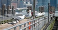 Urban Harmony: Seagulls in Formation along NYC\'s Pier Railing Royalty Free Stock Photo