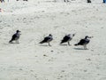 Group of seagulls resting Royalty Free Stock Photo