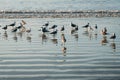 Group of seagulls / sea gull birds on beach