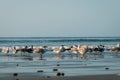 Group of seagulls / sea gull birds on beach Royalty Free Stock Photo