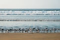 Group of seagulls / sea gull birds on beach