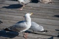 Group of seagulls on a shore