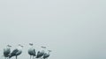 Group of Seagulls Sitting on Top of Wooden Post