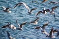 Group of seagulls soaring over the ocean Royalty Free Stock Photo