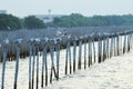 A group of seagulls standing on a wooden post in a straight line