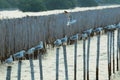A group of seagulls standing on a wooden post in a straight line