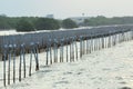 A group of seagulls standing on a wooden post in a straight line