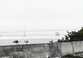 Group of seagulls on a stone wall near Oakland bay bridge on a foggy day