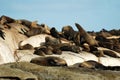 Group of seals at Cape Peninsula, South Africa