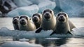 Curious Harbor Seal Pups Gaze Intently from an Ice Floe in the Cold Arctic Waters Royalty Free Stock Photo