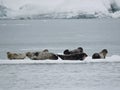 Group of seals on Iceberg, Iceland. Royalty Free Stock Photo
