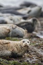 Closeup Seal at Low Tide