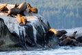 Group of seals perched on rocky outcrops in the Strait of Georgia, Vancouver Island, BC Canada.