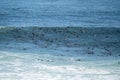 Group of seals, Pinnipedia in the sea of the seal colony at Cape Cross, Namibia