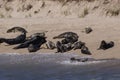 Group of seals posing on the beach