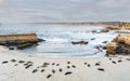 A group of seals are resting on the beach at La Jolla, San Diego, Calirfornia Royalty Free Stock Photo