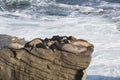 Group of Seals Resting on a Cliff Royalty Free Stock Photo