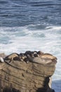 Group of Seals Resting on a Cliff Royalty Free Stock Photo