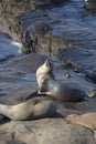 Group of Seals Resting on a Cliff Royalty Free Stock Photo