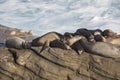 Group of Seals Resting on a Cliff Royalty Free Stock Photo