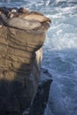 Group of Seals Resting on a Cliff Royalty Free Stock Photo