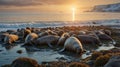 A large Group of Walruses Basking in the Warm Sunlight on a Rocky Beach Royalty Free Stock Photo