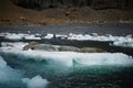 Group of seals resting on a sheet of ice in a body of water Royalty Free Stock Photo