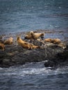 Group of seals and sea lions, Beagle Channel, Ushuaia, Argentina Royalty Free Stock Photo