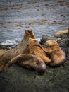 Group of seals and sea lions, Beagle Channel, Ushuaia, Argentina Royalty Free Stock Photo