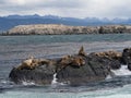 Group of seals and sea lions, Beagle Channel, Ushuaia, Argentina Royalty Free Stock Photo