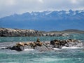 Group of seals and sea lions, Beagle Channel, Ushuaia, Argentina Royalty Free Stock Photo