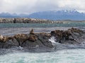 Group of seals and sea lions, Beagle Channel, Ushuaia, Argentina Royalty Free Stock Photo